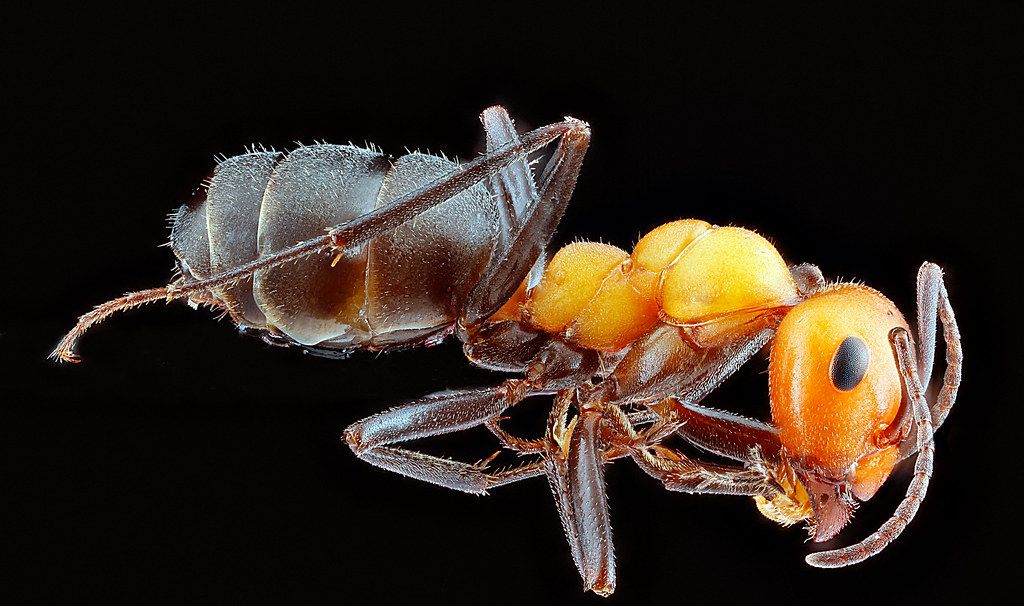 Ant Control service in Fall River, MA