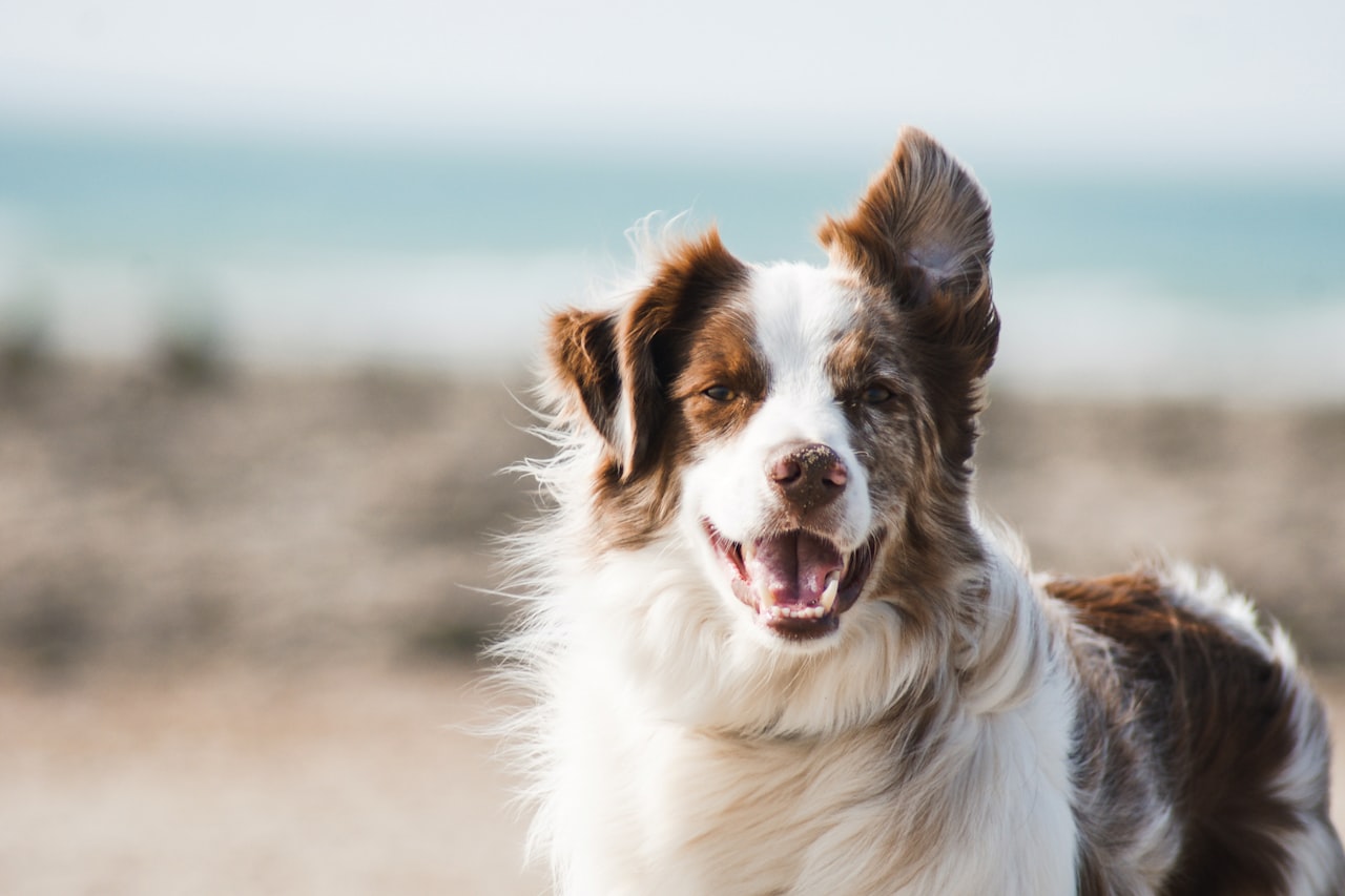 Flea & Tick Control service in Fall River, MA