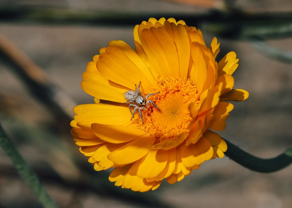 Spider Control service in Fall River, MA